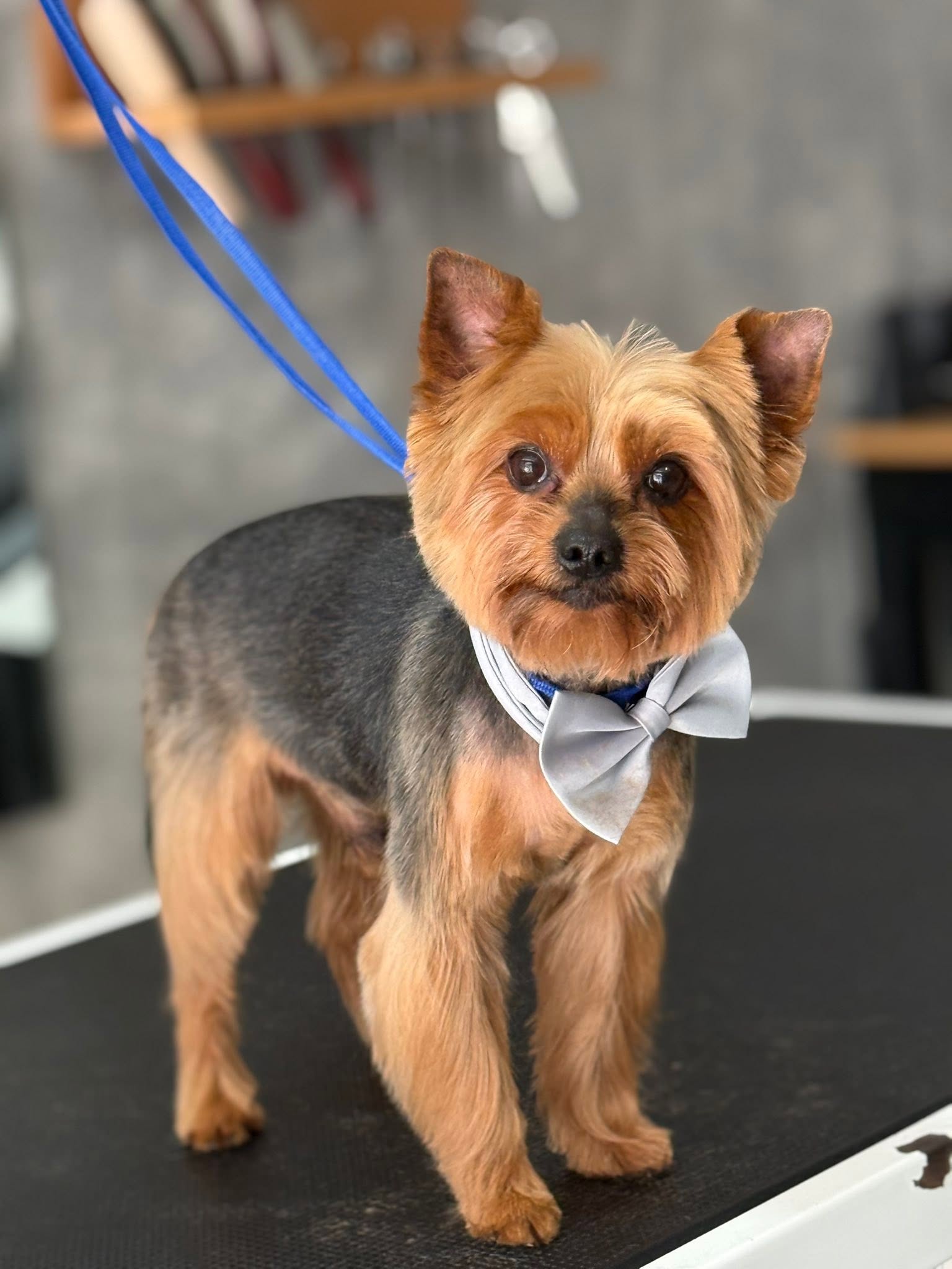 Yorkshire Terrier with a grey bow tie on the grooming table