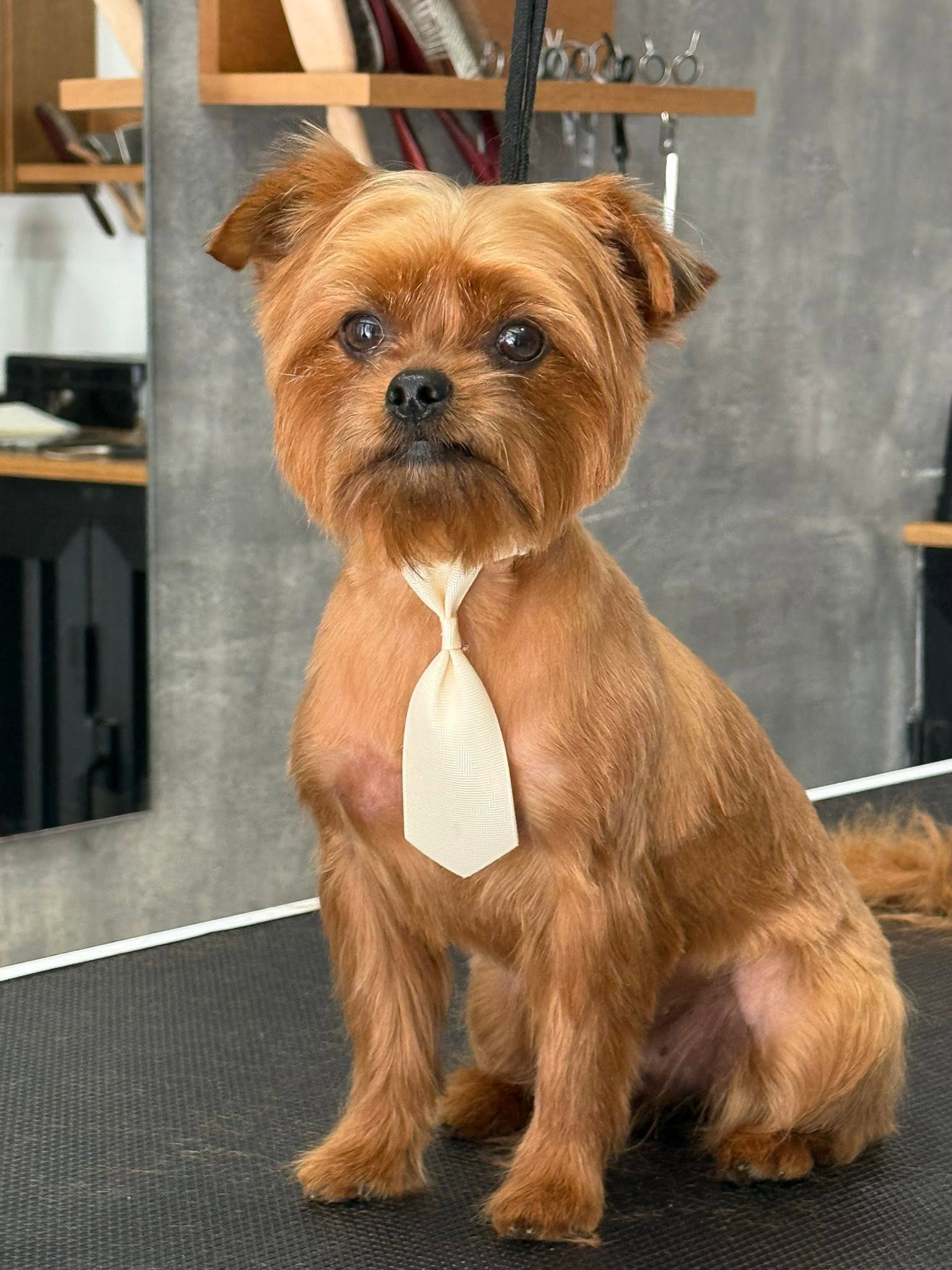 Brussels Griffon wearing a cream necktie