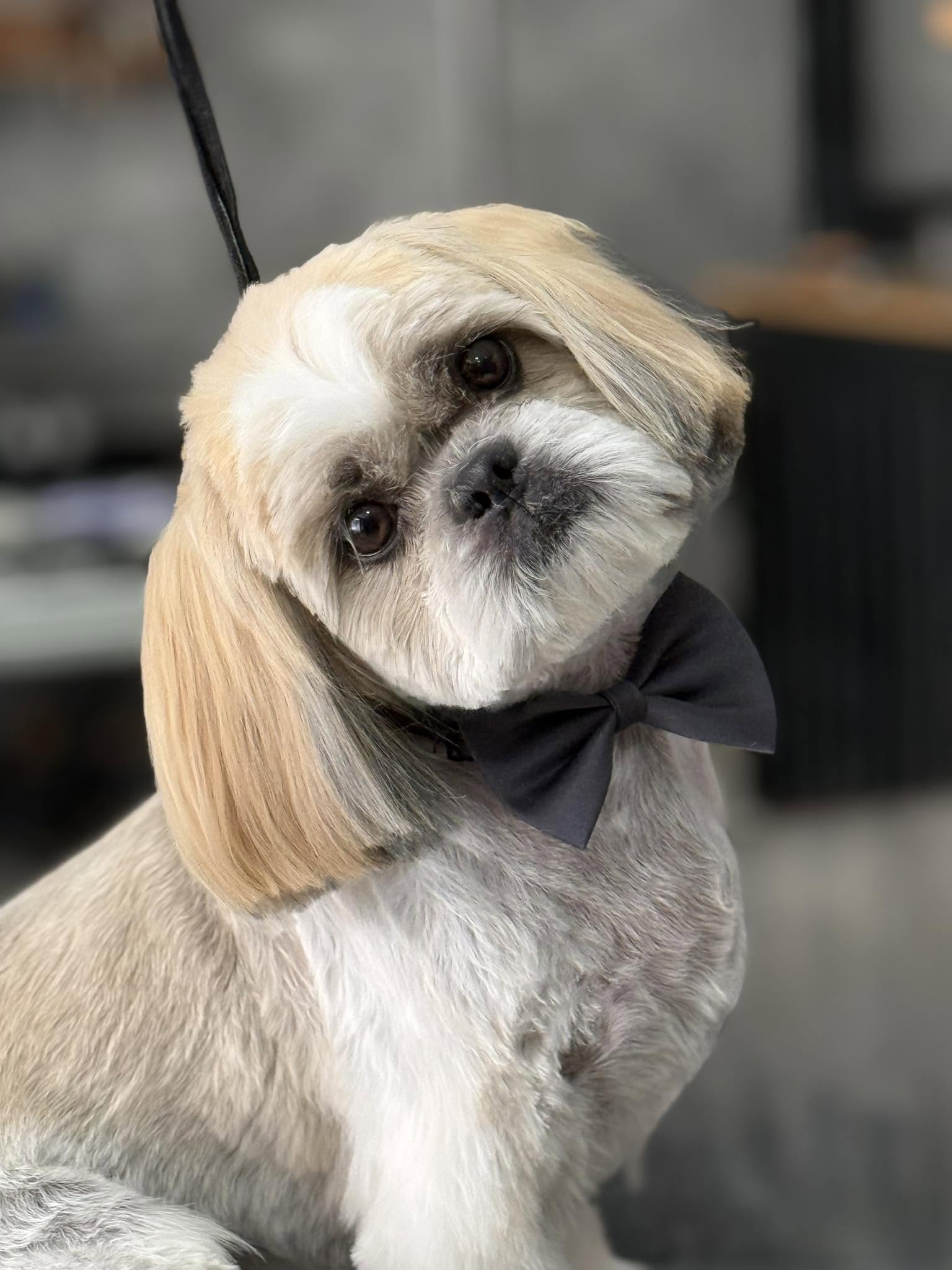 Shih Tzu with a smart dark bow tie after grooming