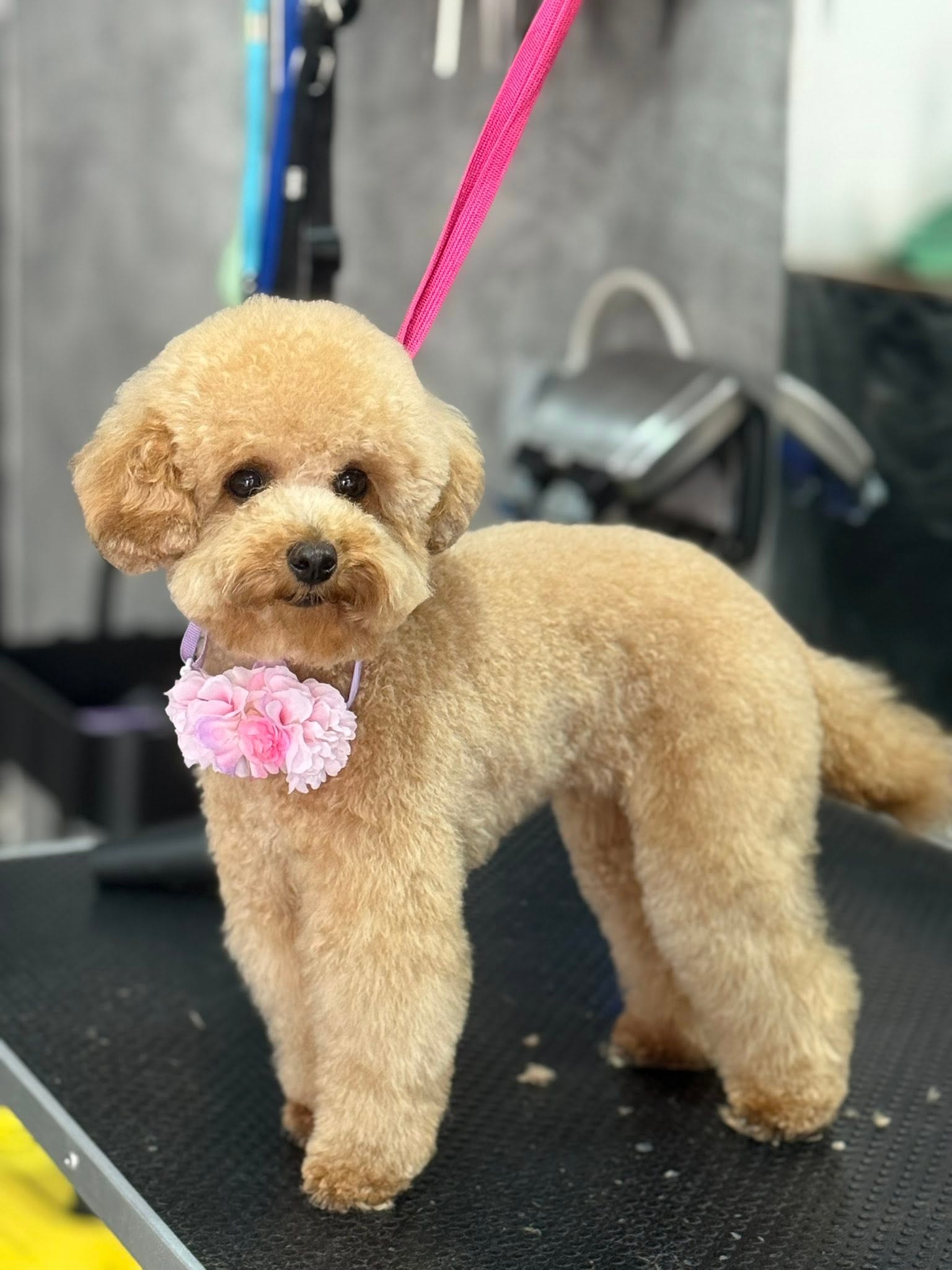 Apricot toy poodle with a pink flower collar
