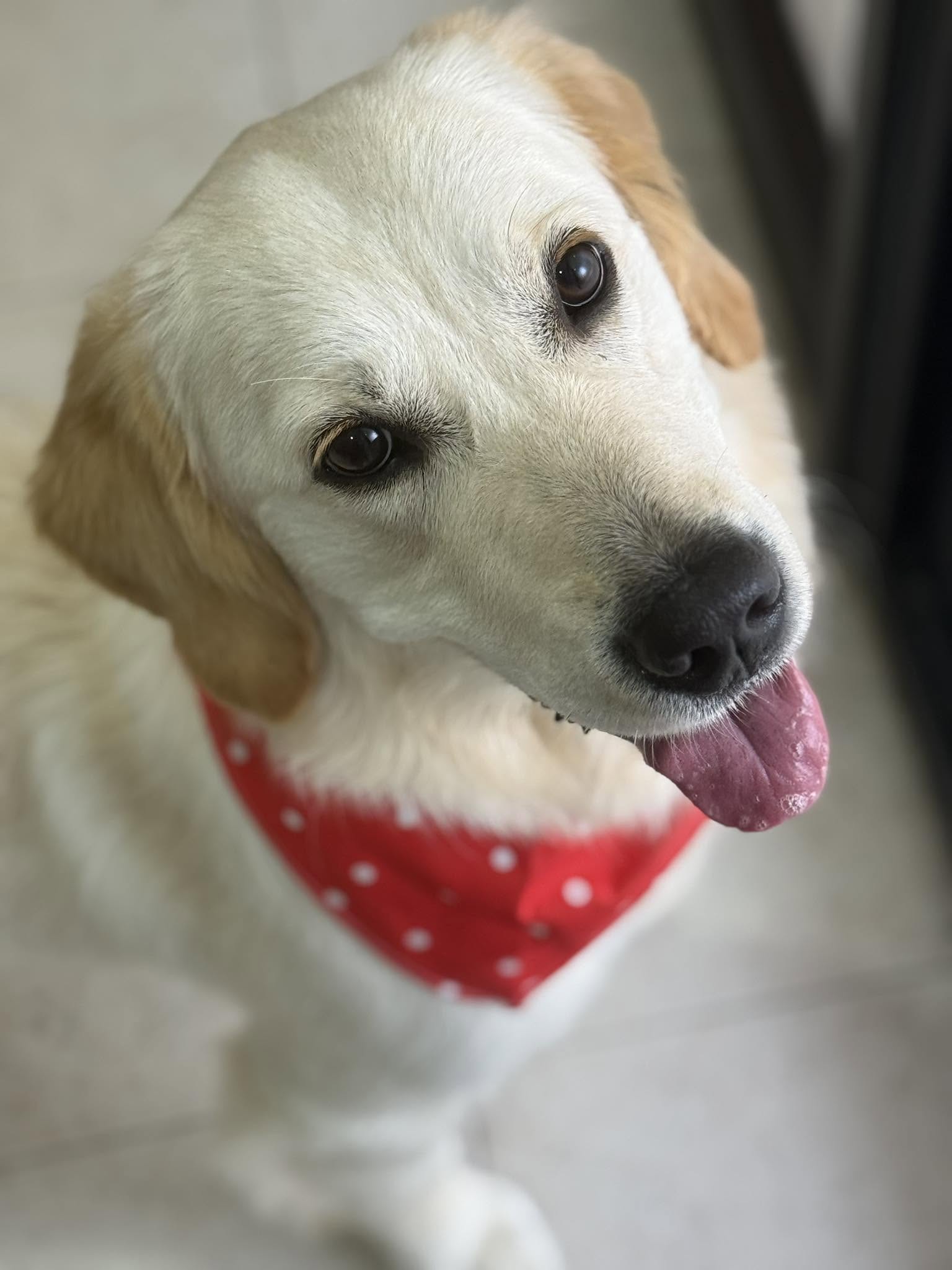 Golden retriever puppy with a red polka-dot bandana