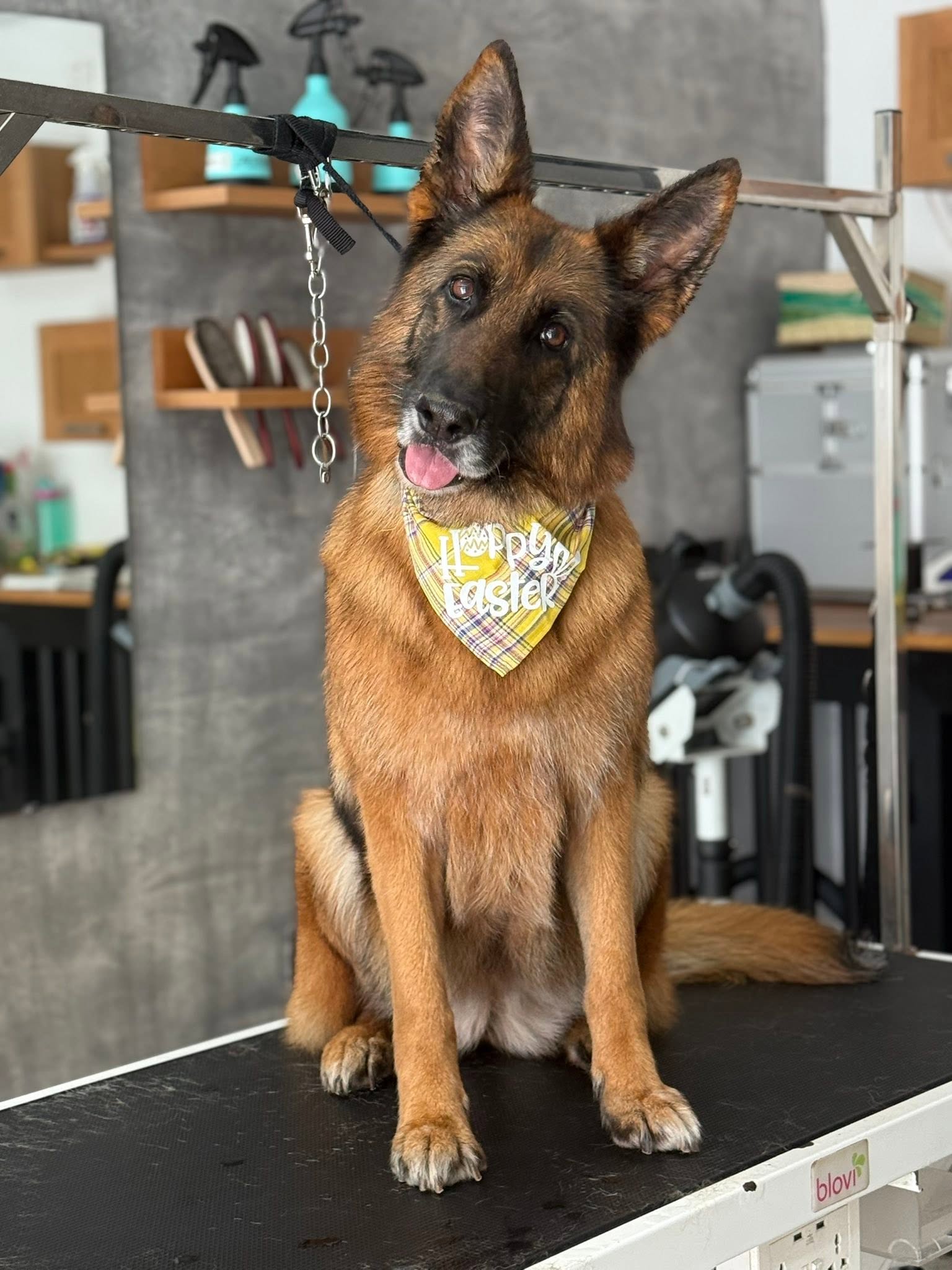 German Shepherd wearing a yellow Happy Easter bandana