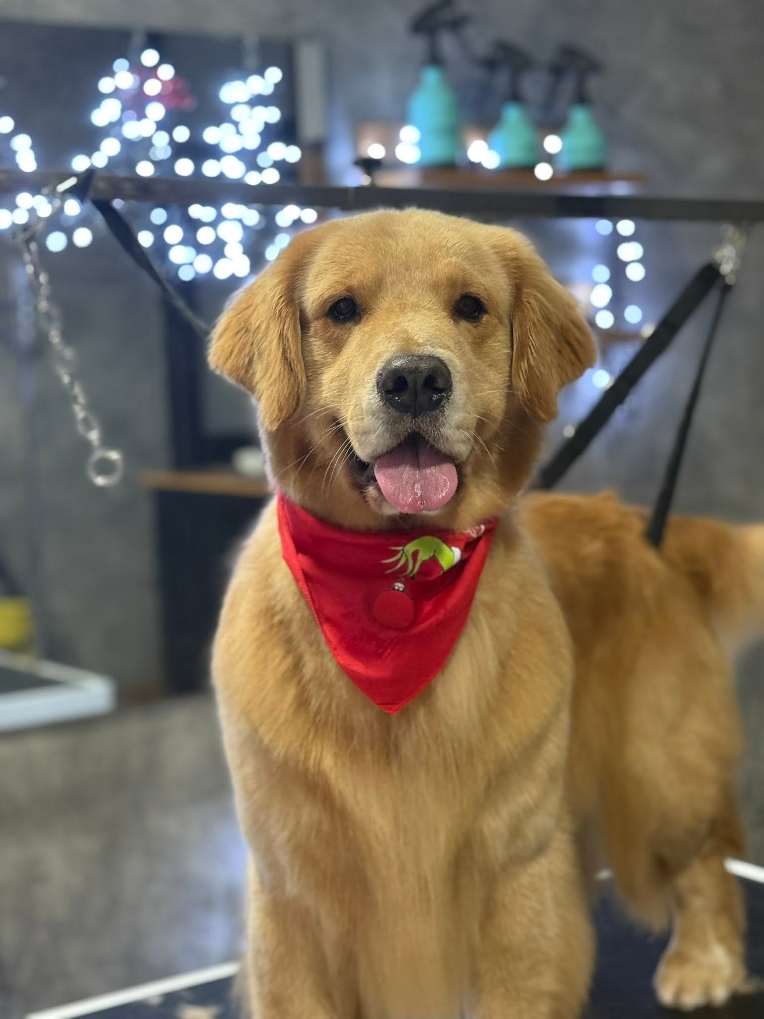 A happy golden retriever wearing a festive red bandana at the grooming salon