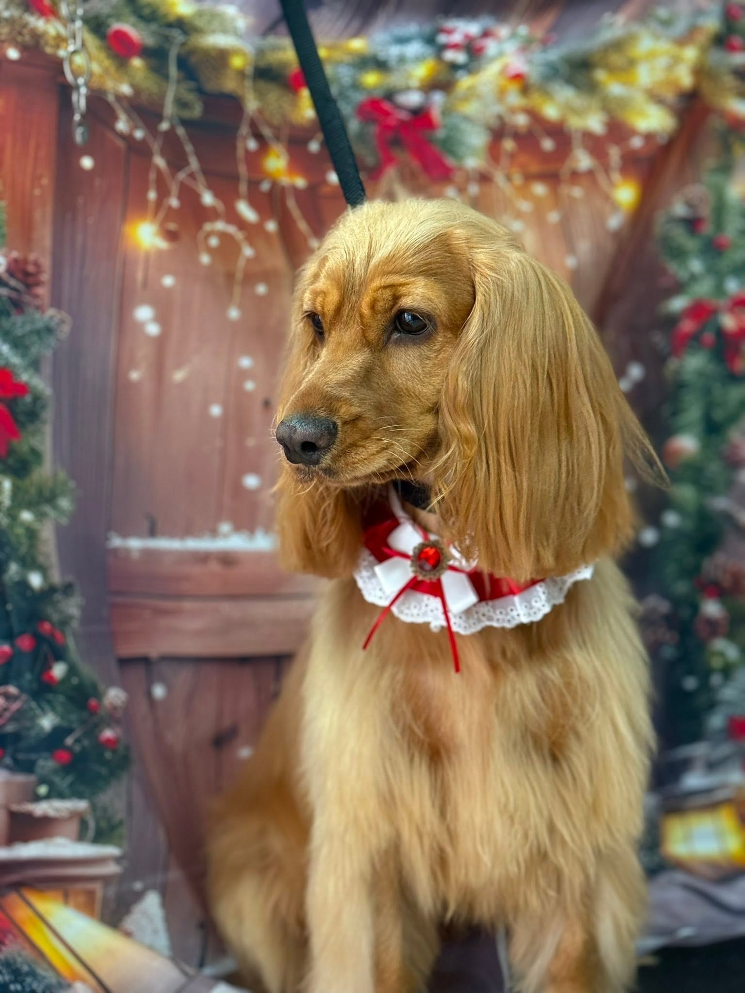 Cocker Spaniel with a red and white lace collar at Christmas
